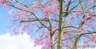 诗经名句窈窕淑女君子好逑蚂蚁_《诗经》名句“窈窕淑女,君子好逑”中
