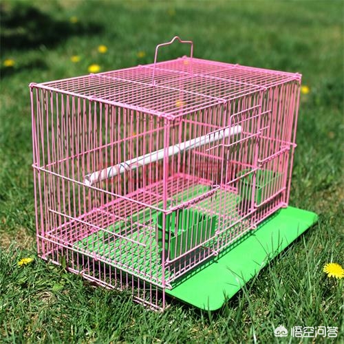 大兔子病了二兔子瞧_大兔子病了二兔子瞧三兔子买药四兔子熬的歌