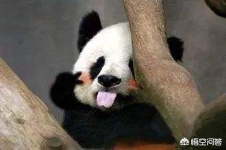 古时候有食铁兽之称的动物是_古时候有食铁兽之称的动物是什么