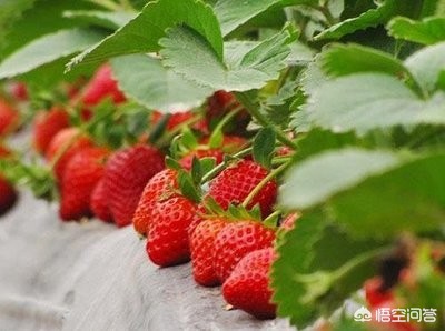 草莓视频app下载无限看_草莓视频app下载无限看苏州晶体公司