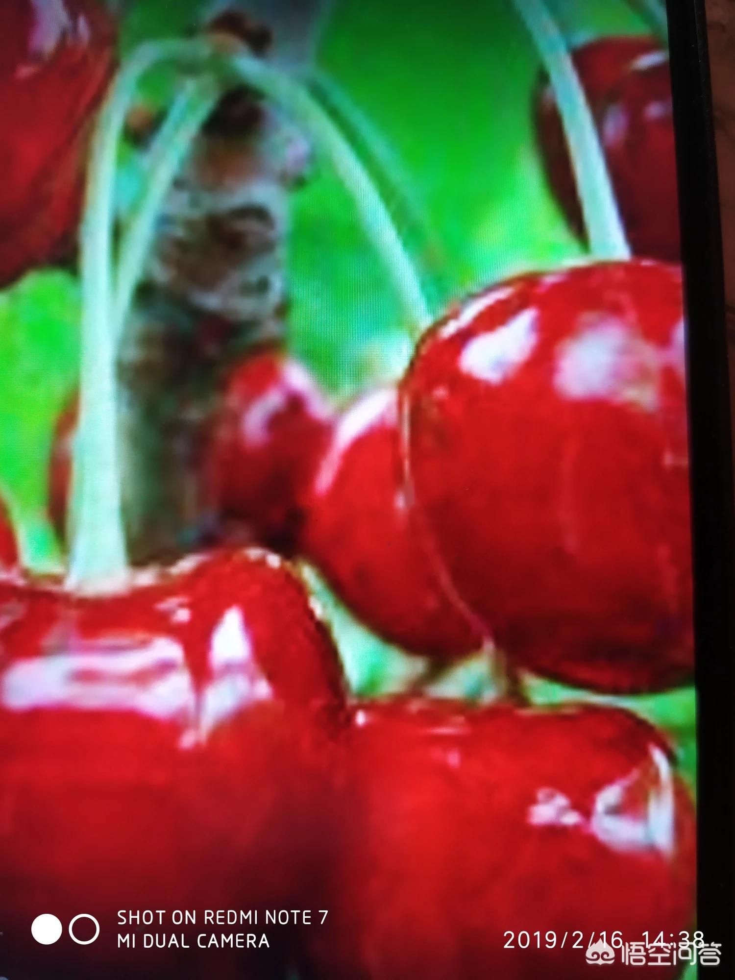 草莓视频app下载无限看_草莓视频app下载无限看苏州晶体公司