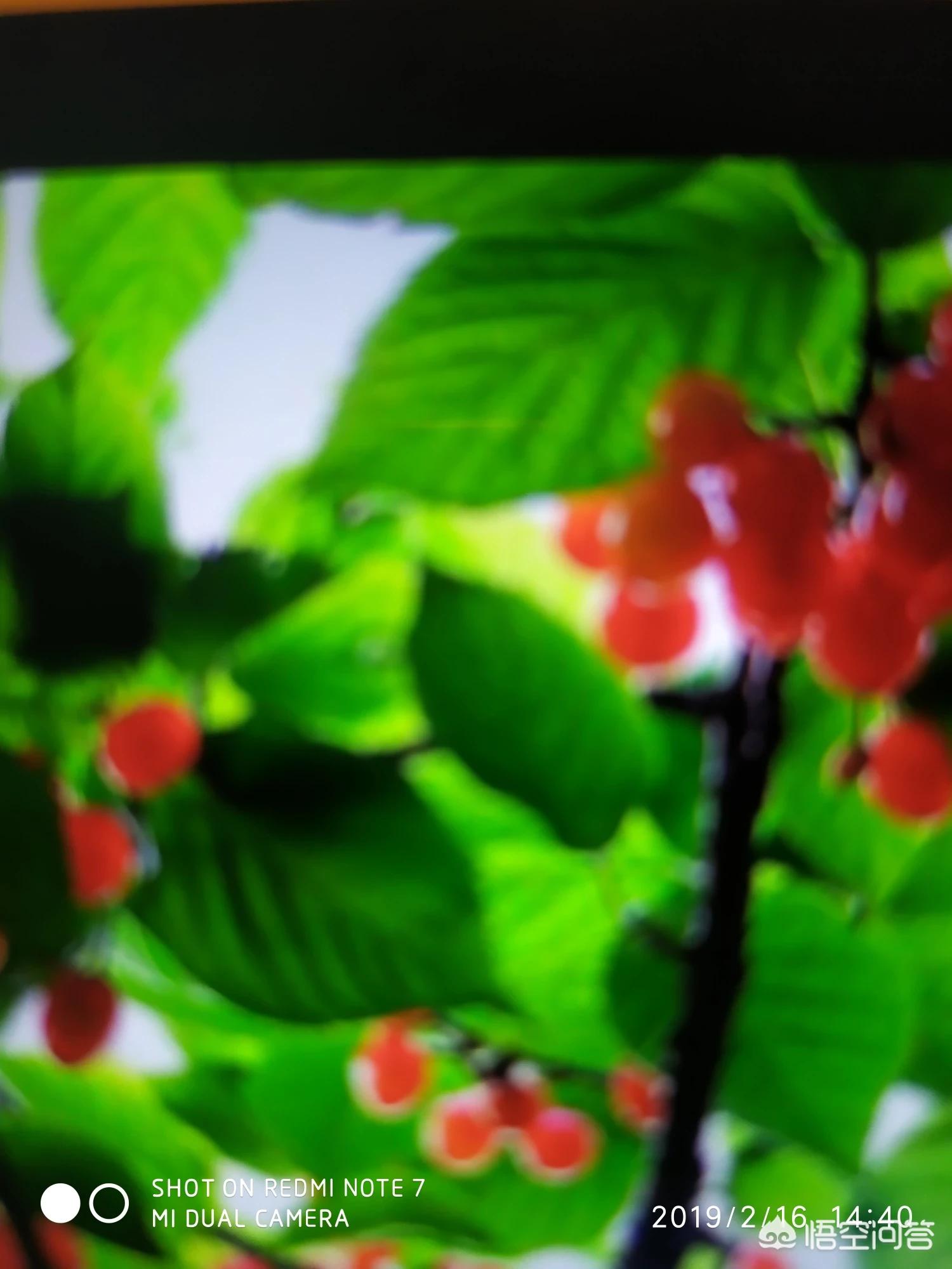 草莓视频app下载无限看_草莓视频app下载无限看苏州晶体公司