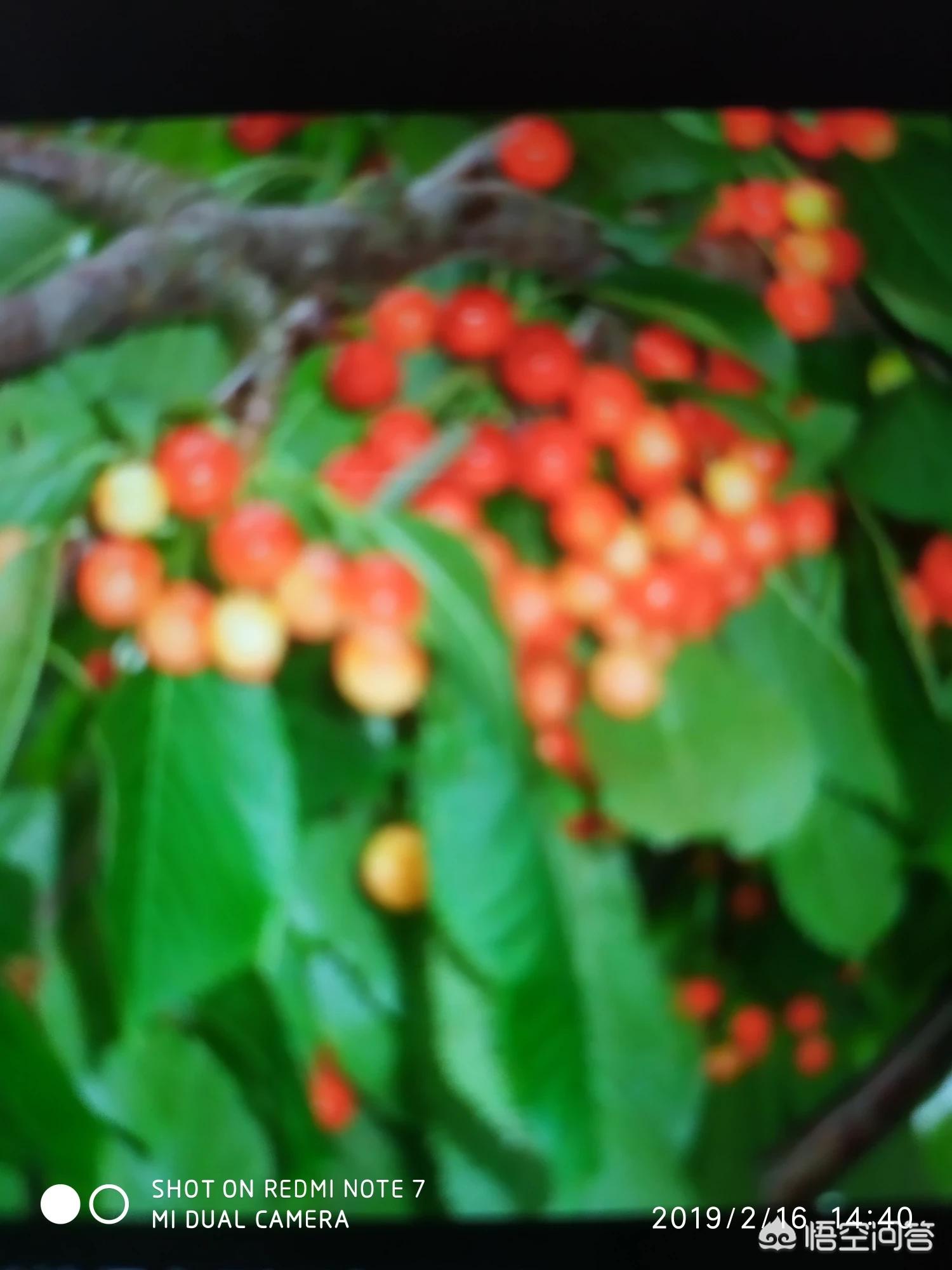 草莓视频app下载无限看_草莓视频app下载无限看苏州晶体公司