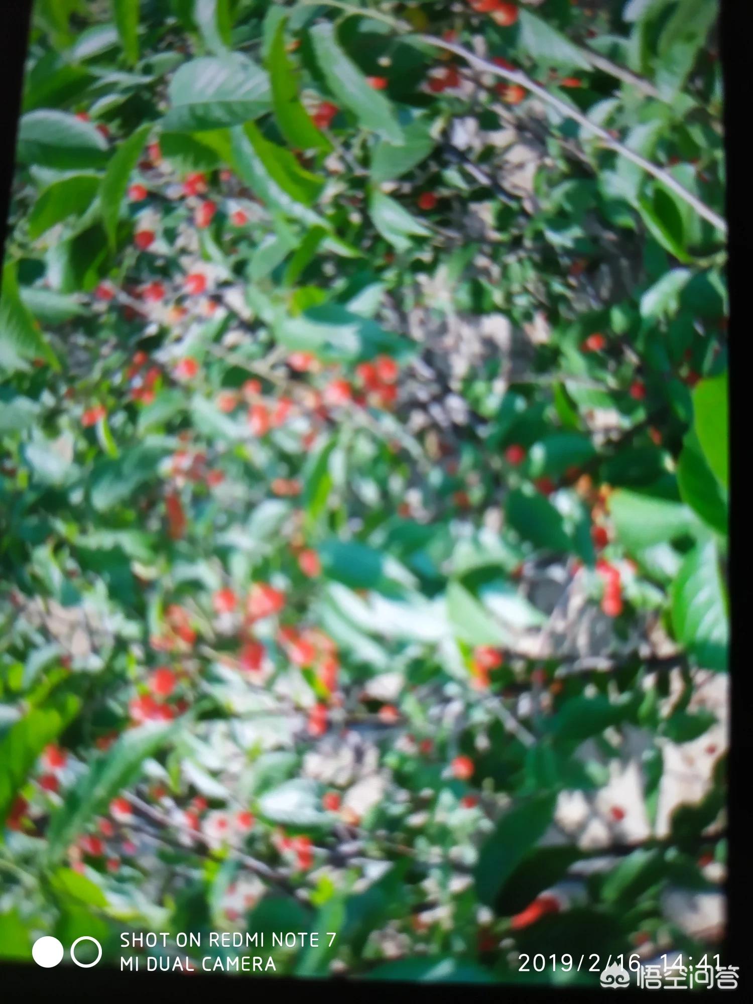 草莓视频app下载无限看_草莓视频app下载无限看苏州晶体公司