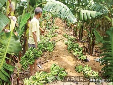 香蕉聊天赚钱_香蕉聊天赚钱是真的吗