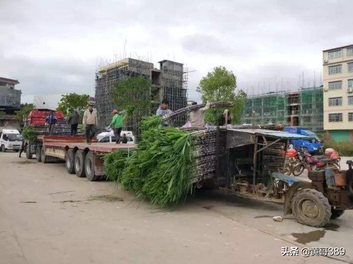 香蕉聊天赚钱_香蕉聊天赚钱是真的吗