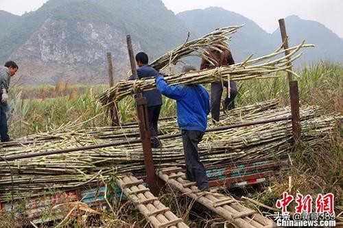 香蕉聊天赚钱_香蕉聊天赚钱是真的吗