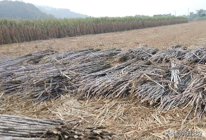 香蕉聊天赚钱_香蕉聊天赚钱是真的吗