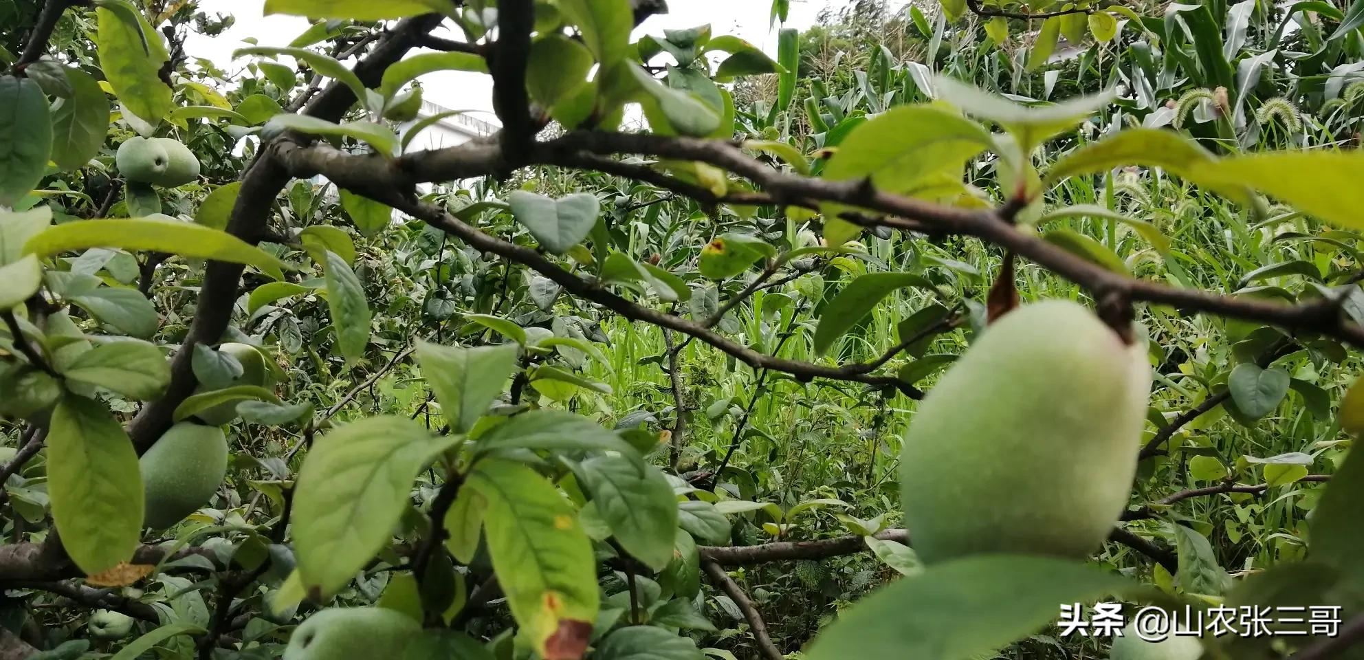 香蕉聊天赚钱_香蕉聊天赚钱是真的吗