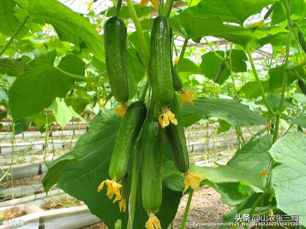 香蕉聊天赚钱_香蕉聊天赚钱是真的吗