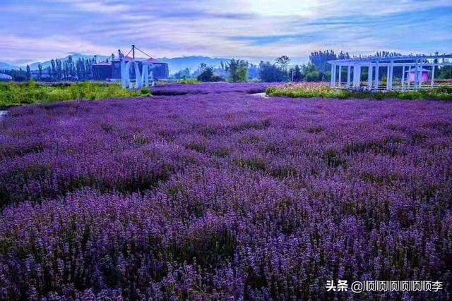 中国最大的薰衣草种植基地哪个县_中国最大薰衣草种植基地什么县