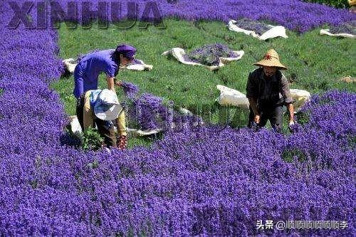 中国最大的薰衣草种植基地哪个县_中国最大薰衣草种植基地什么县