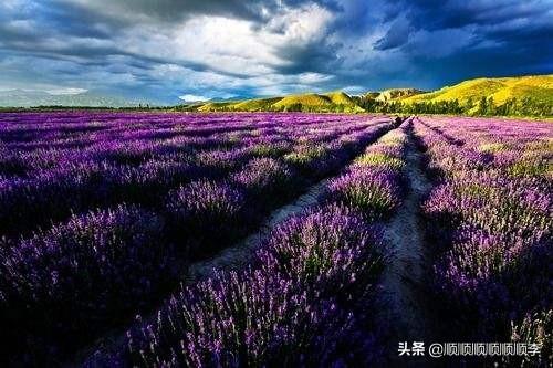 中国最大的薰衣草种植基地哪个县_中国最大薰衣草种植基地什么县