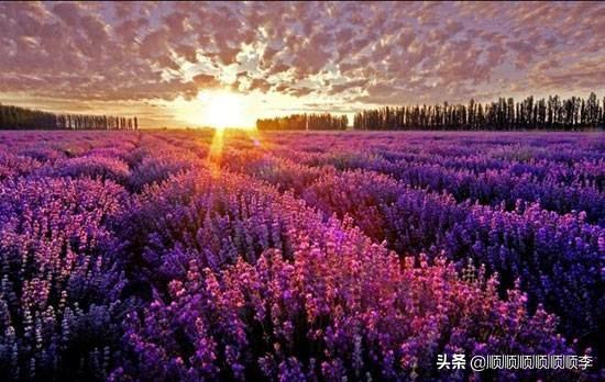 中国最大的薰衣草种植基地哪个县_中国最大薰衣草种植基地什么县