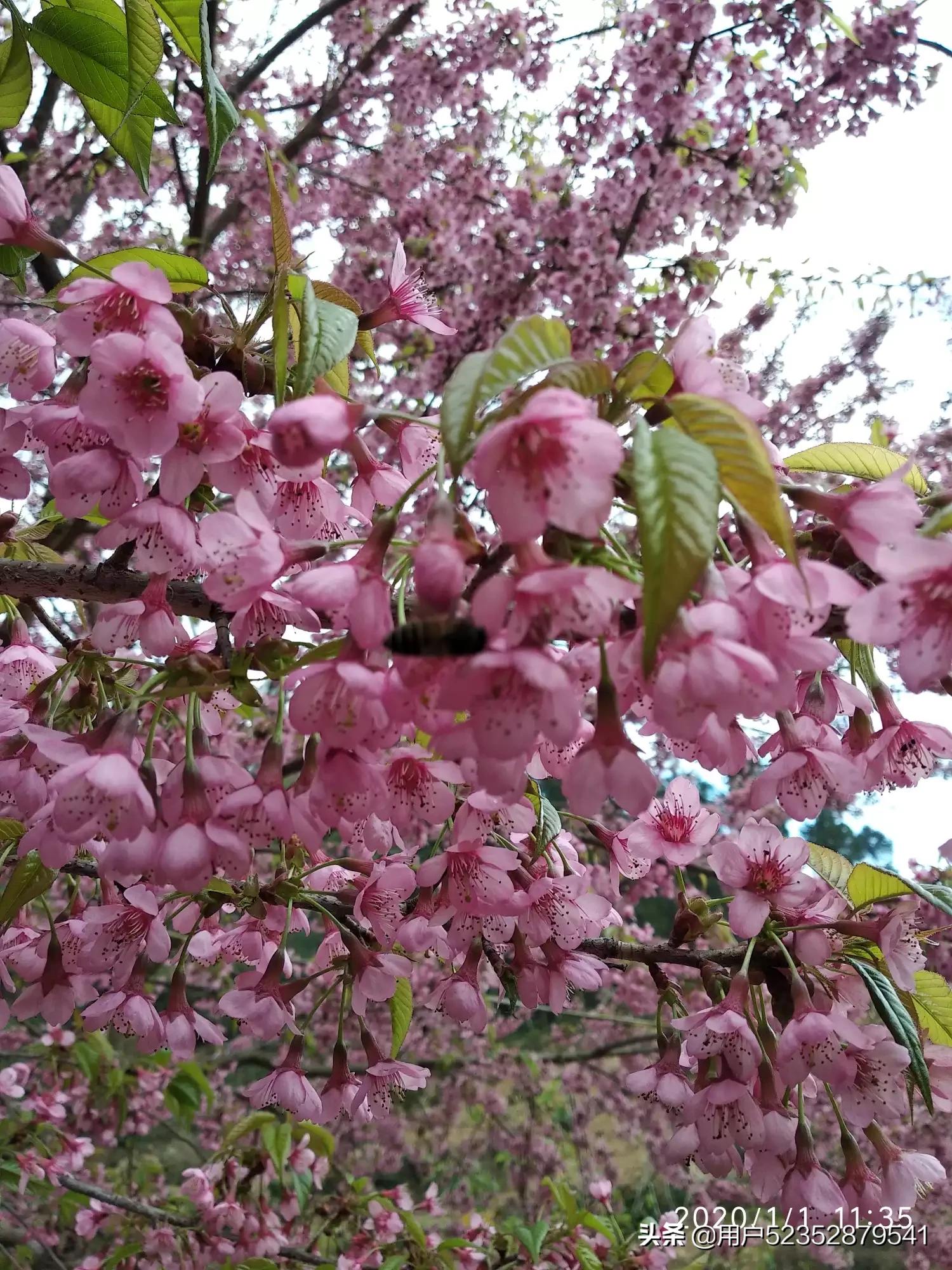 樱花校园模拟器生宝宝_樱花校园模拟器生宝宝难产