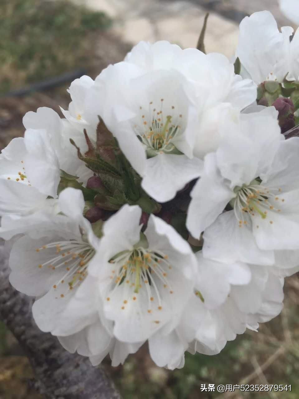 樱花校园模拟器生宝宝_樱花校园模拟器生宝宝难产