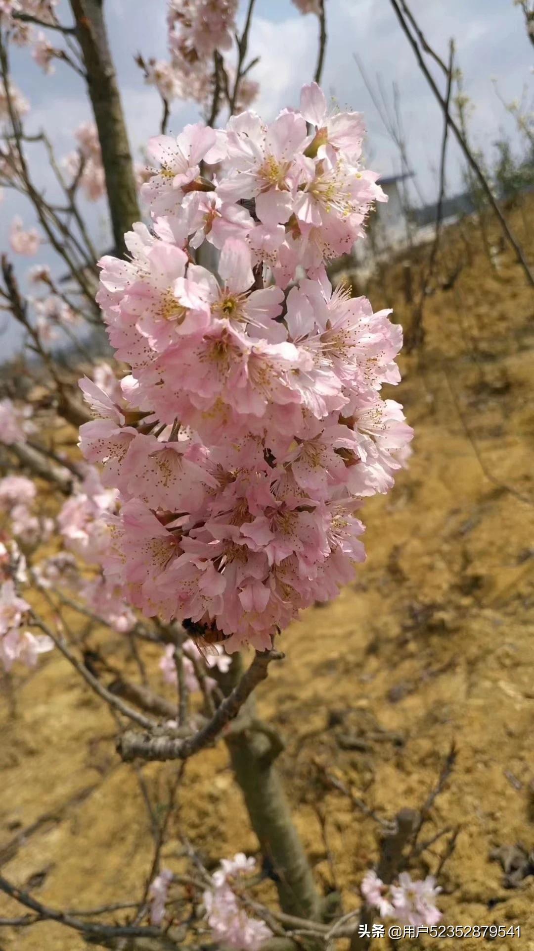 樱花校园模拟器生宝宝_樱花校园模拟器生宝宝难产