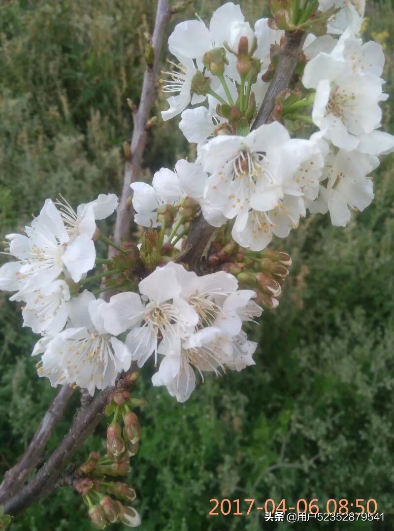 樱花校园模拟器生宝宝_樱花校园模拟器生宝宝难产