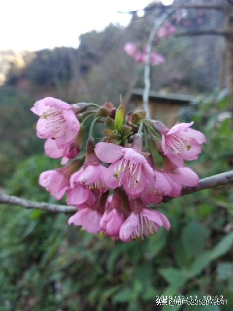 樱花校园模拟器生宝宝_樱花校园模拟器生宝宝难产