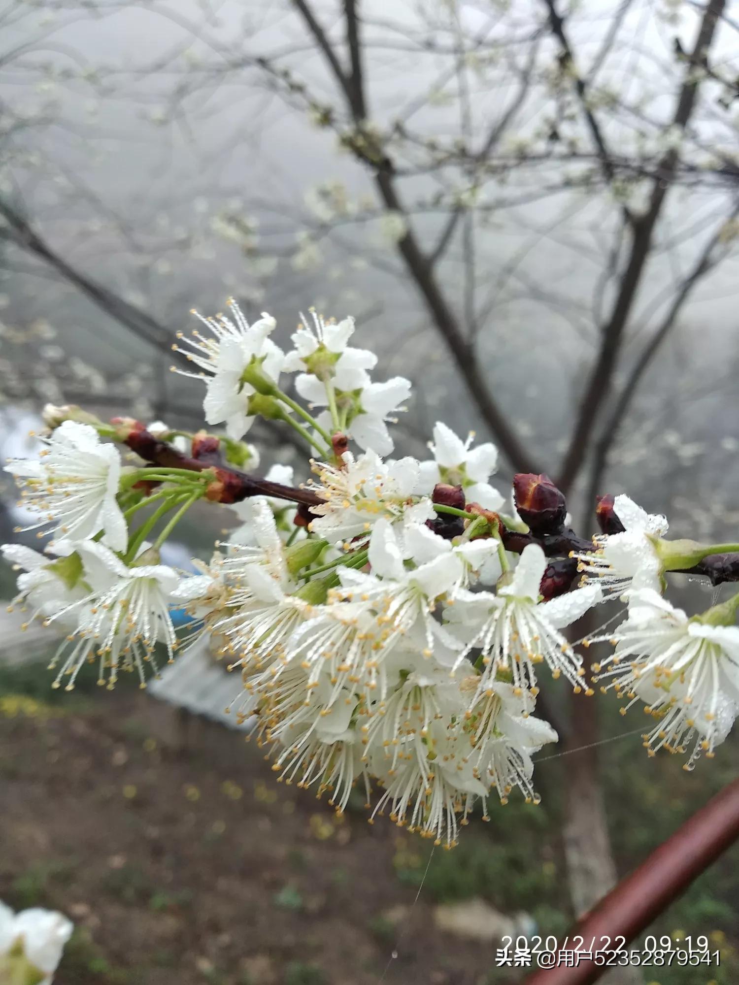 樱花校园模拟器生宝宝_樱花校园模拟器生宝宝难产