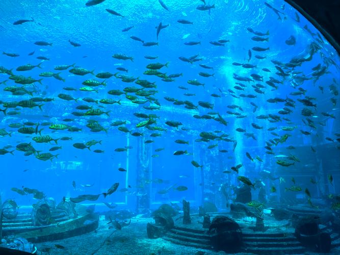 梦幻水族馆_梦幻水族馆破解版下载