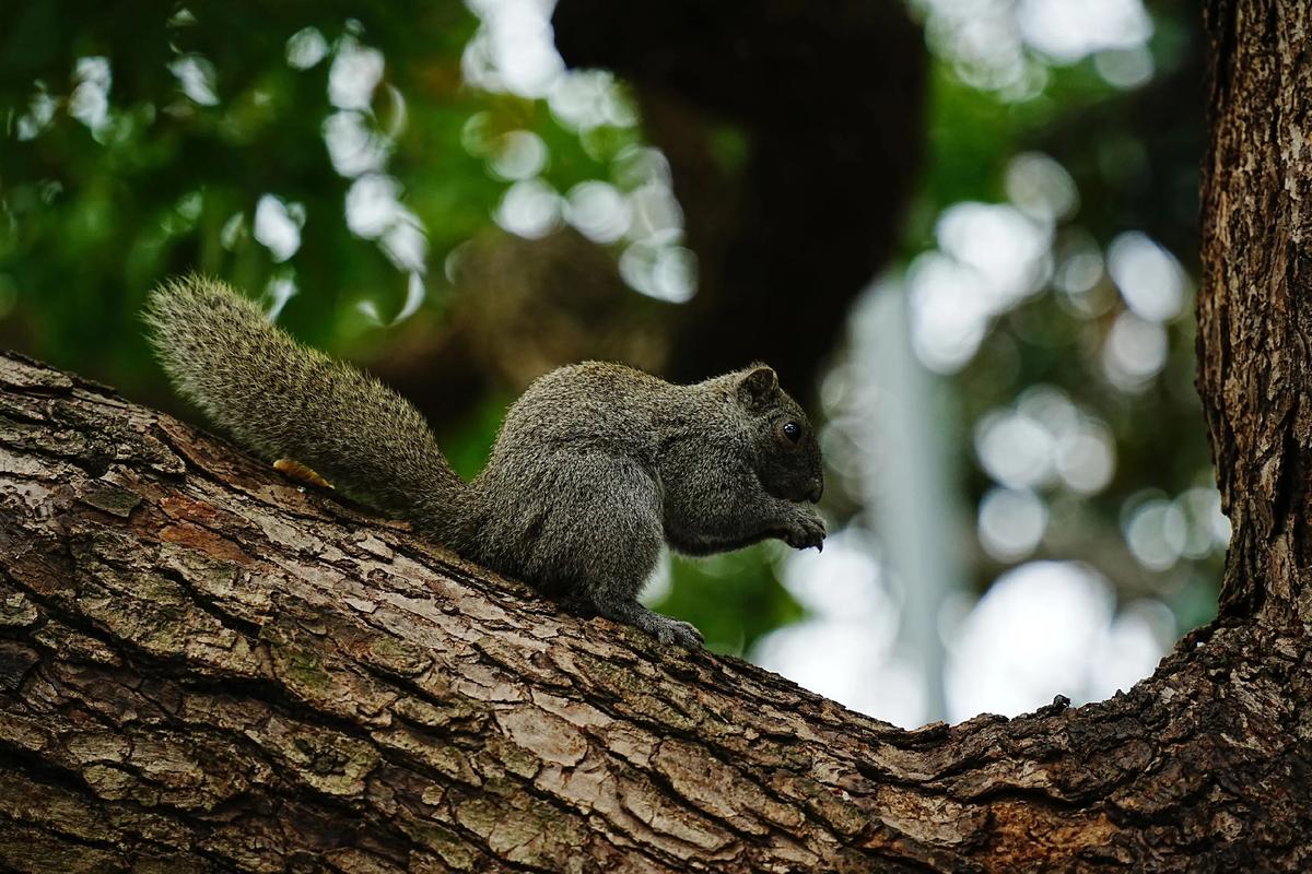 小松鼠短视频_小松鼠短视频源码