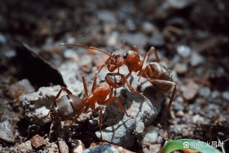 常吃苏打饼干有养胃的功效吗蚂蚁_常吃苏打饼干有养胃的功效吗 蚂蚁