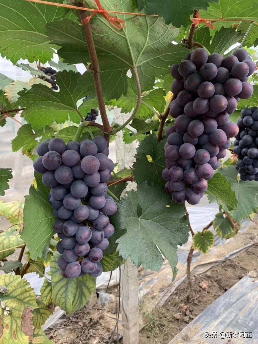 新年图片2020_新年图片2020壁纸 新年图片2020_新年图片2020壁纸