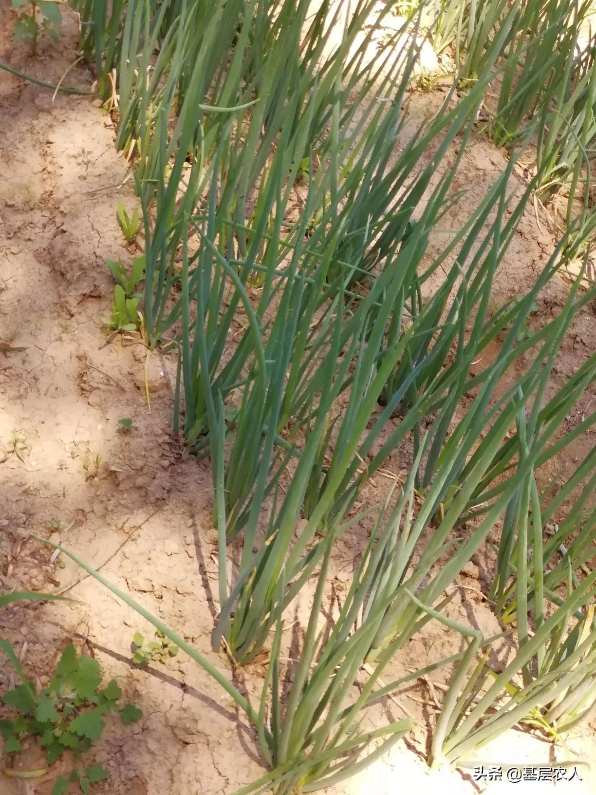愤怒的小鸟季节版攻略_愤怒的小鸟季节版攻略大全集