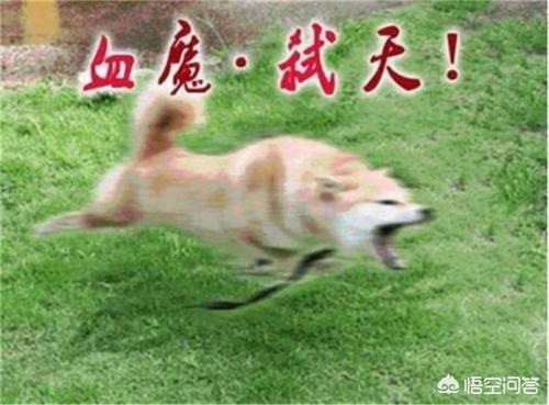 好听的dnf名字_好听点的dnf名字