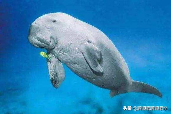 人们常说的美人鱼实际是指哪种海洋动物_人们常说的美人鱼实际是指哪种海洋动物