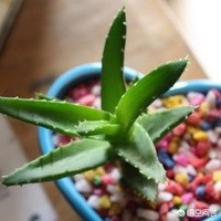 孕妇和宝宝更容易招蚊子_孕妇是不是更容易招蚊子