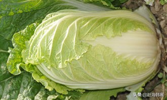 蚂蚁庄园11月4日答案最新_蚂蚁庄园11月4日答案最新版