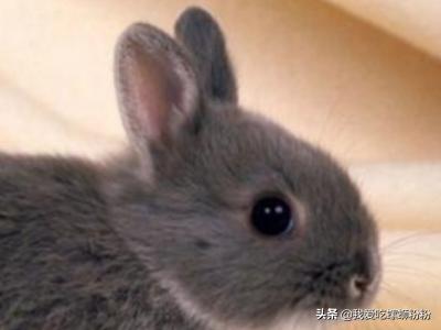 以下哪种动物不仅会夏眠_以下哪种动物不仅会夏眠冬天还会冬眠