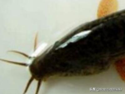 以下哪种动物不仅会夏眠_以下哪种动物不仅会夏眠冬天还会冬眠