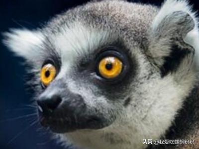 以下哪种动物不仅会夏眠_以下哪种动物不仅会夏眠冬天还会冬眠