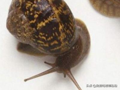 以下哪种动物不仅会夏眠_以下哪种动物不仅会夏眠冬天还会冬眠