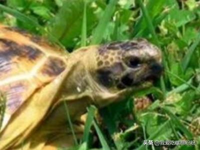 以下哪种动物不仅会夏眠_以下哪种动物不仅会夏眠冬天还会冬眠