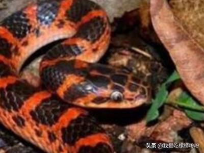 以下哪种动物不仅会夏眠_以下哪种动物不仅会夏眠冬天还会冬眠