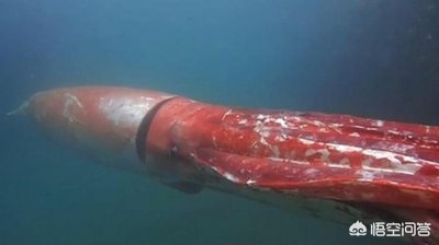 海洋动物拥有10只触手_海洋动物拥有10只触手的动物