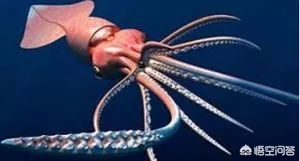 海洋动物拥有10只触手_海洋动物拥有10只触手的动物