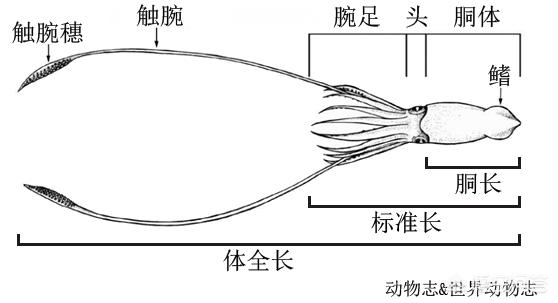 海洋动物拥有10只触手_海洋动物拥有10只触手的动物