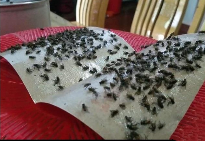 消灭苍蝇_消灭苍蝇的最好方法