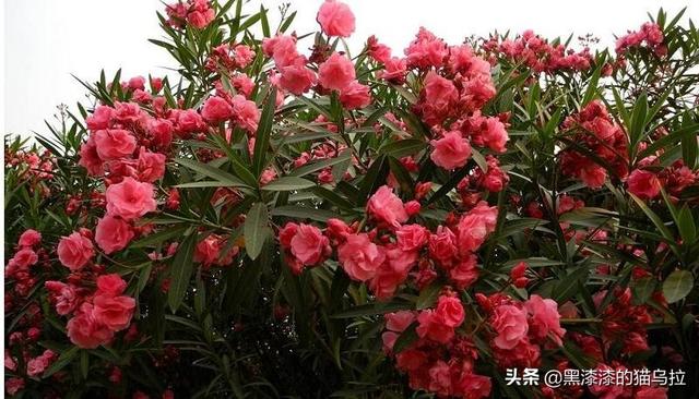 下列哪种盆栽花有毒_下列哪种盆栽花有毒性