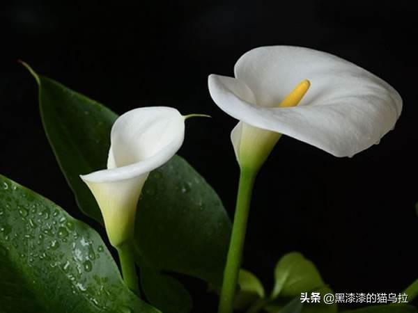 下列哪种盆栽花有毒_下列哪种盆栽花有毒性