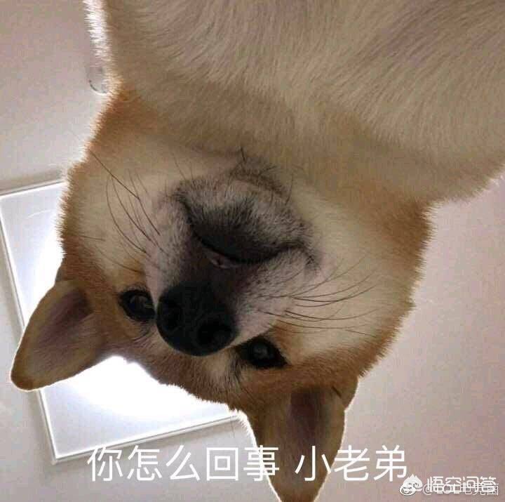 旭旭宝宝直播_旭旭宝宝直播间在线观看