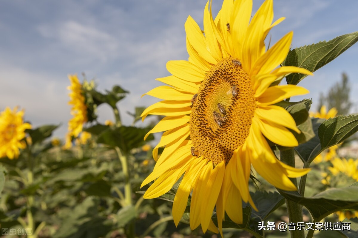 黄色软件大全_黄金app软件下载大全免费