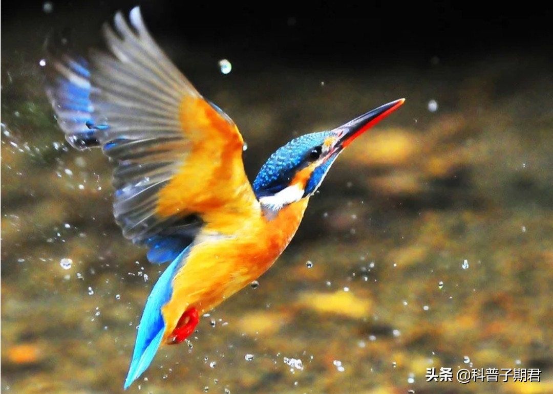 人们从以下哪种动物身上得到启发_人们从以下哪种动物身上得到启发发明了防毒面具