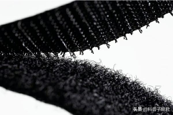 人们从以下哪种动物身上得到启发_人们从以下哪种动物身上得到启发发明了防毒面具