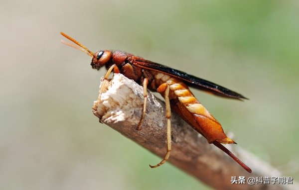 人们从以下哪种动物身上得到启发_人们从以下哪种动物身上得到启发发明了防毒面具